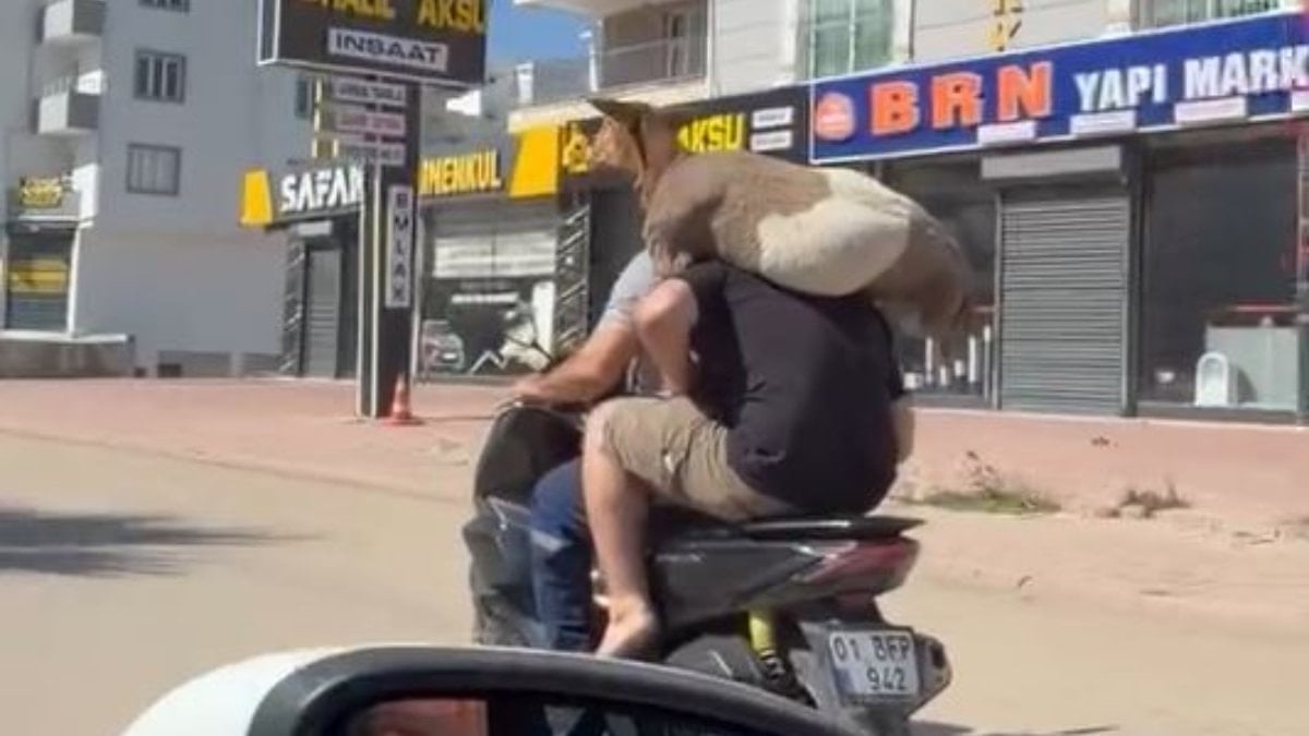 Adana’da motosiklet gerisinde kurban taşıdı