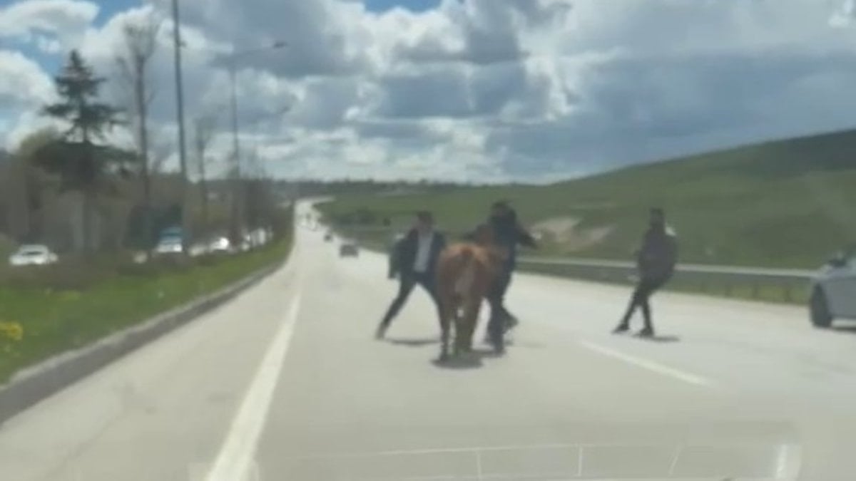 Erzurum’da sahiplerinin elinden kaçan kurbanlıklar trafiği birbirine kattı