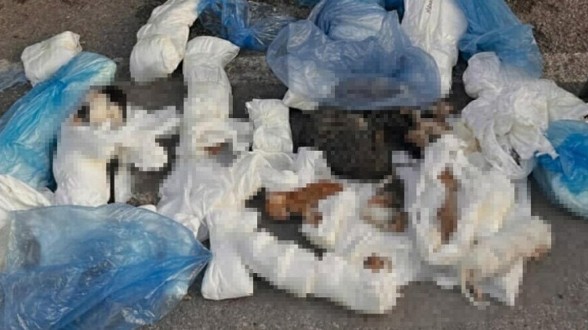 İzmir’de 33 kedinin vefatıyla ilgili soruşturmada veteriner tabibe tutuklama