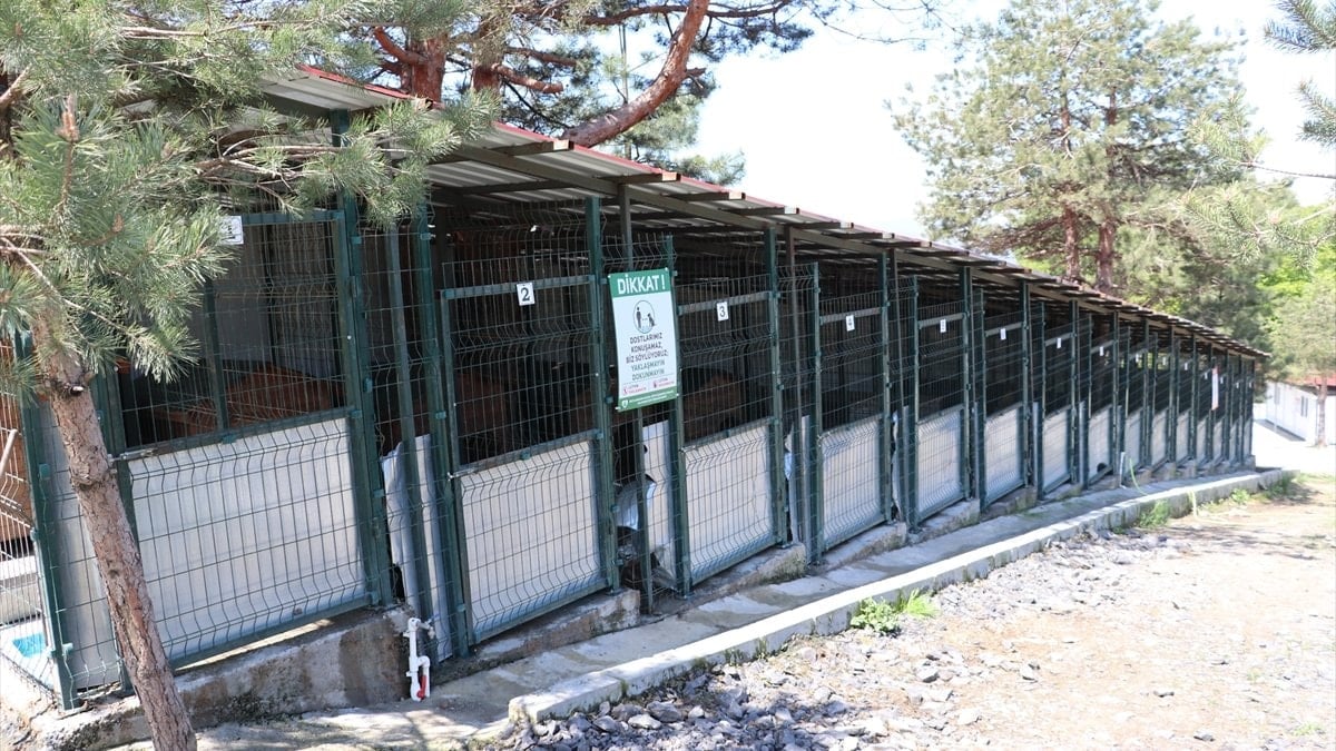Zonguldak'ta 12 bin sokak köpeği doğal hayat alanına götürüldü