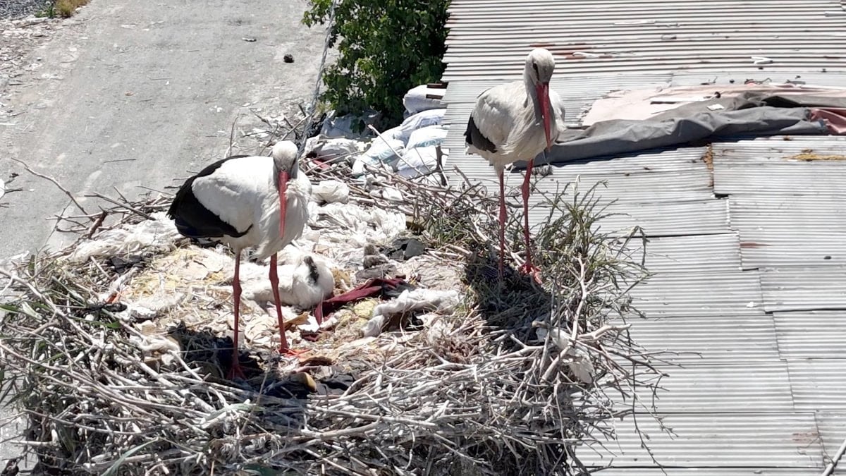 İstanbul'un leylek çifti dikkat çekiyor