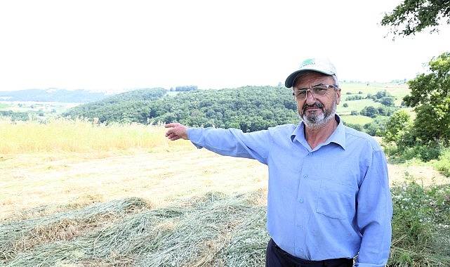 Kocaeli'de "süt otu" hasadı başladı