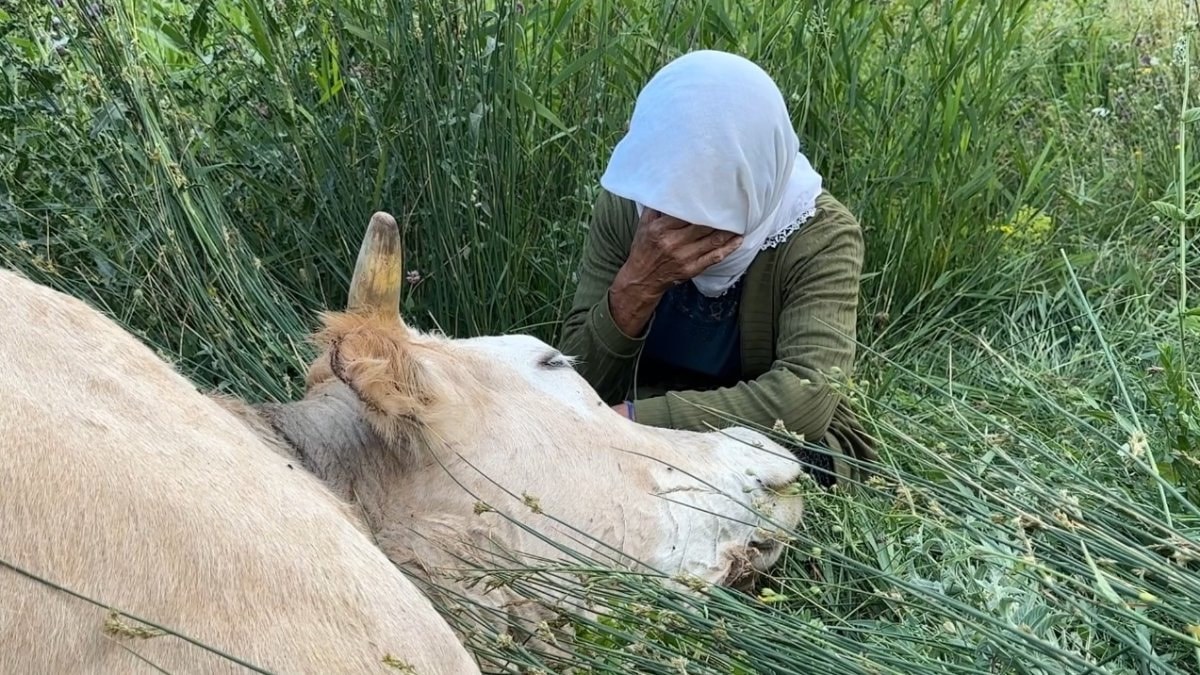 Hakkari'de uçurumdan düşerek telef olan ineğine sarılıp ağladı