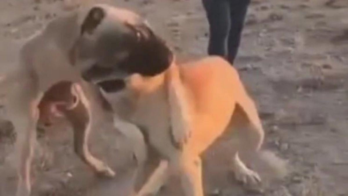 Aksaray'da köpekleri dövüştürüp imajlarını paylaşan 3 kişi yakalandı