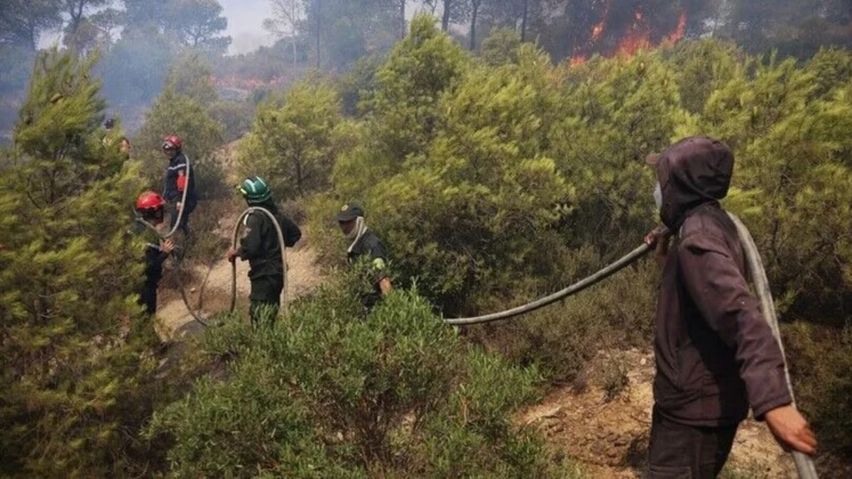 Cezayir’in doğusunda orman yangınları: 12 meyyit