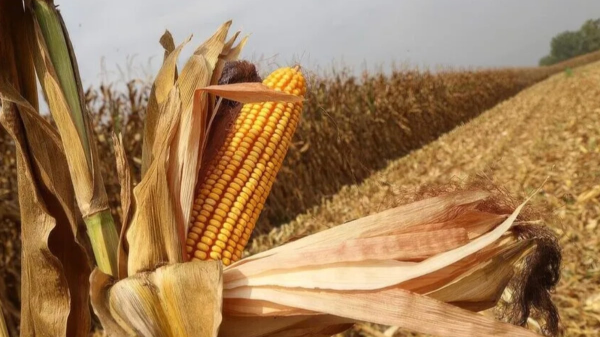 El Nino, mısır fiyatlarını 3 yıllık tepeye çıkardı