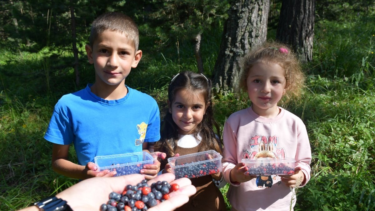 Kars'ta dağ çileği ve yaban mersini rahmeti