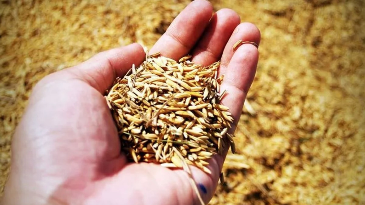 Türkiye'nin tohumculukta amacı: Dünyada birinci 5 ülke arasına girmek