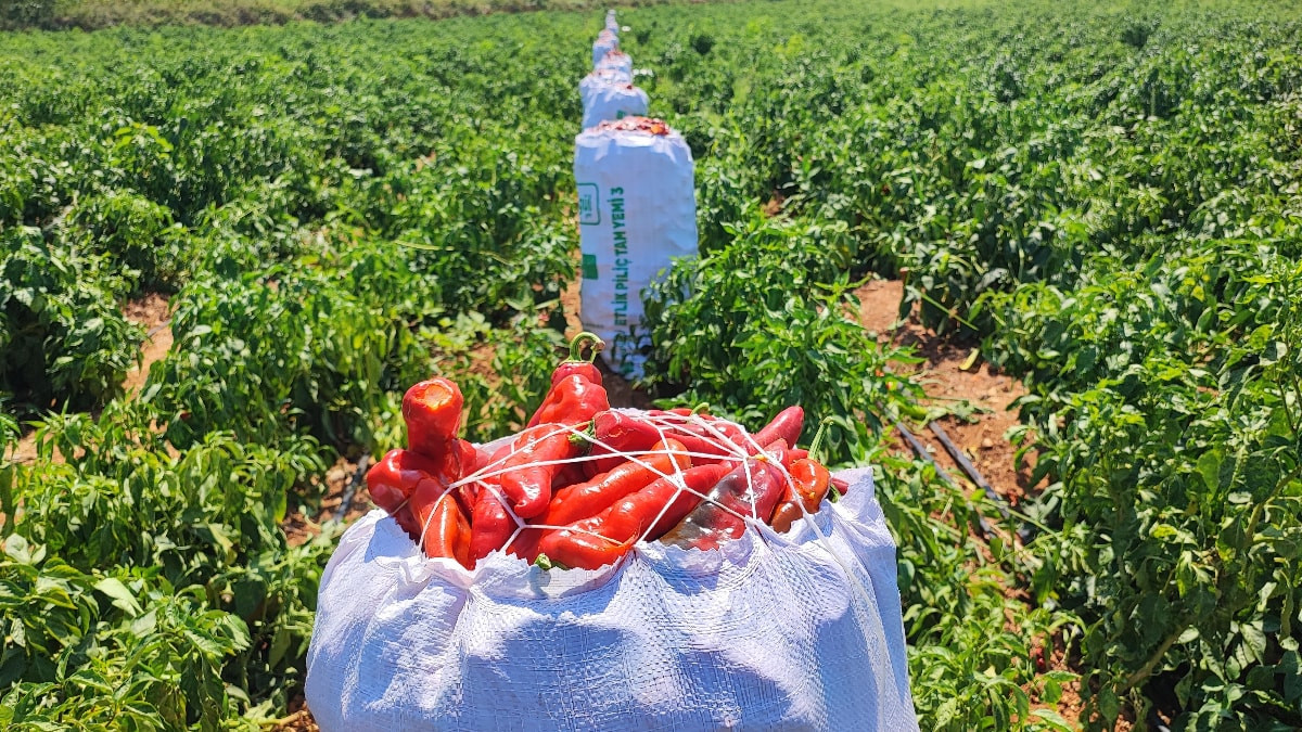Adana'da salçalık biberi evvel hırsızlar hasat etti