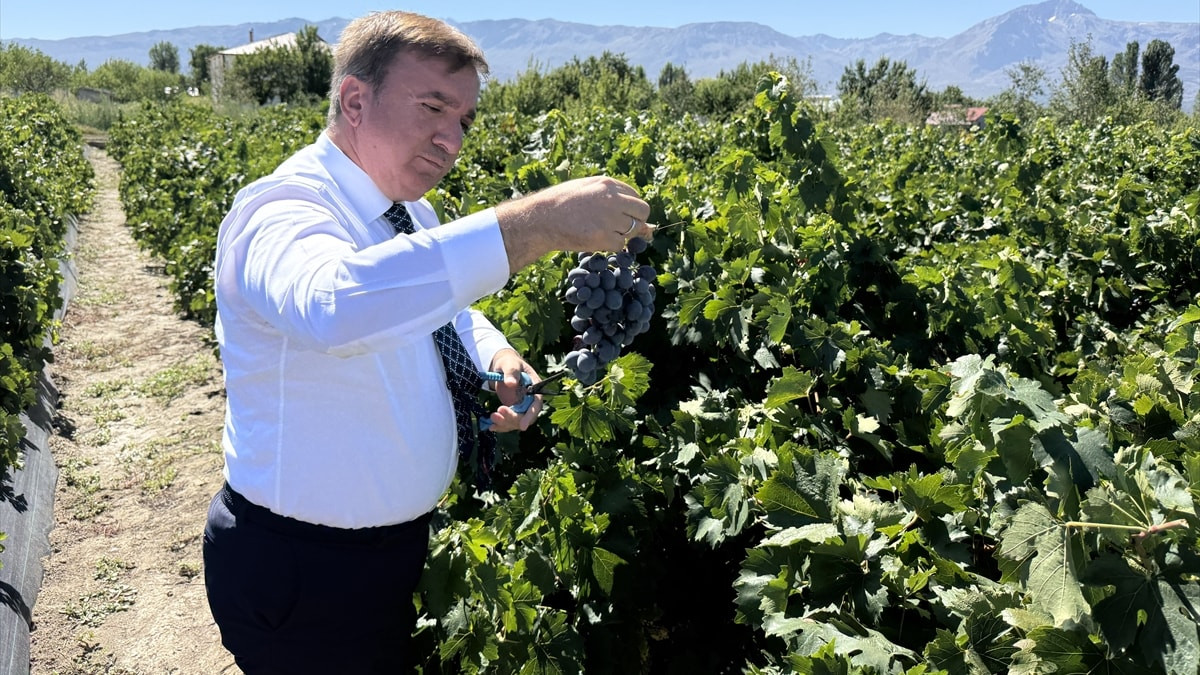 Erzincan Valisi Aydoğdu, Cimin üzümünün hasadına katıldı