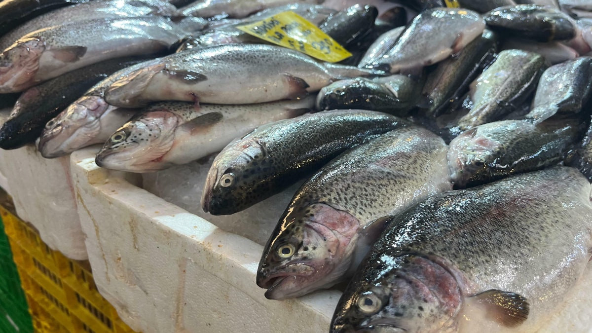 İzmir'de av dönemi başladı