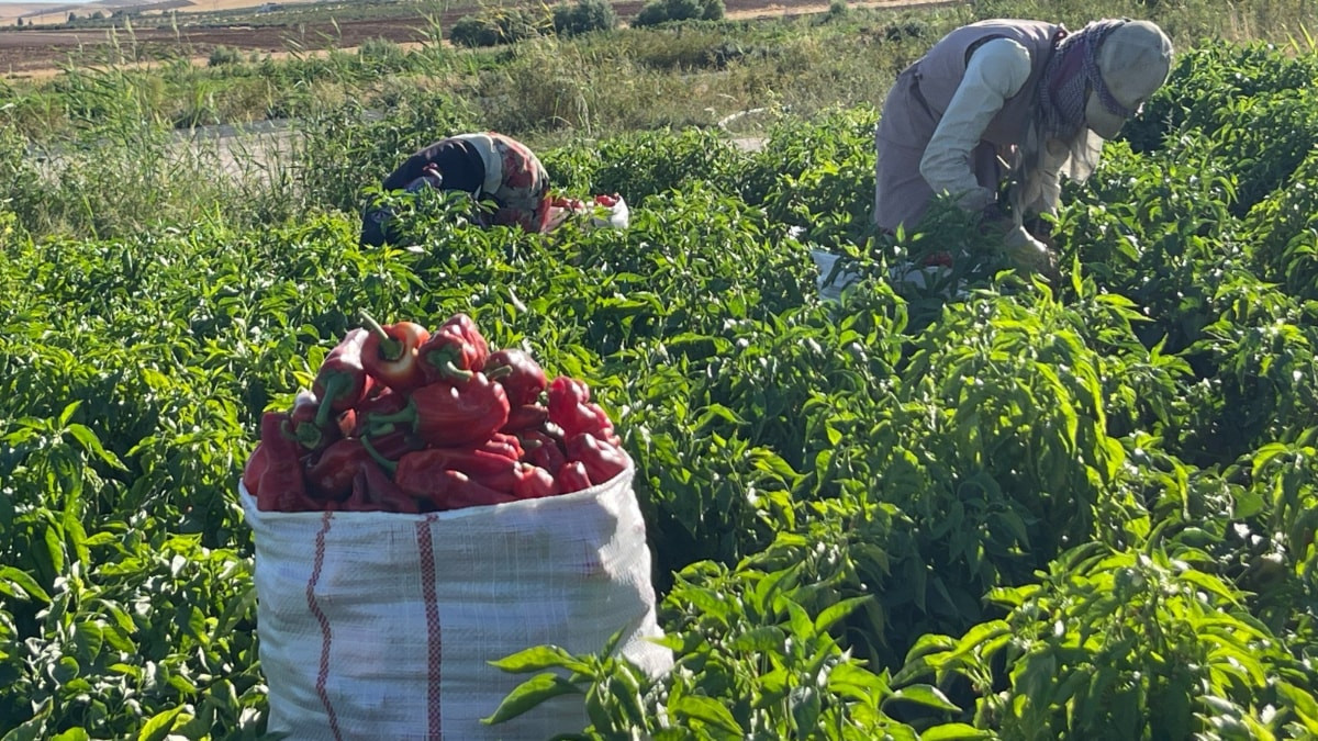 Şanlıurfa'da tarlalardan sofralara acı seyahat başladı