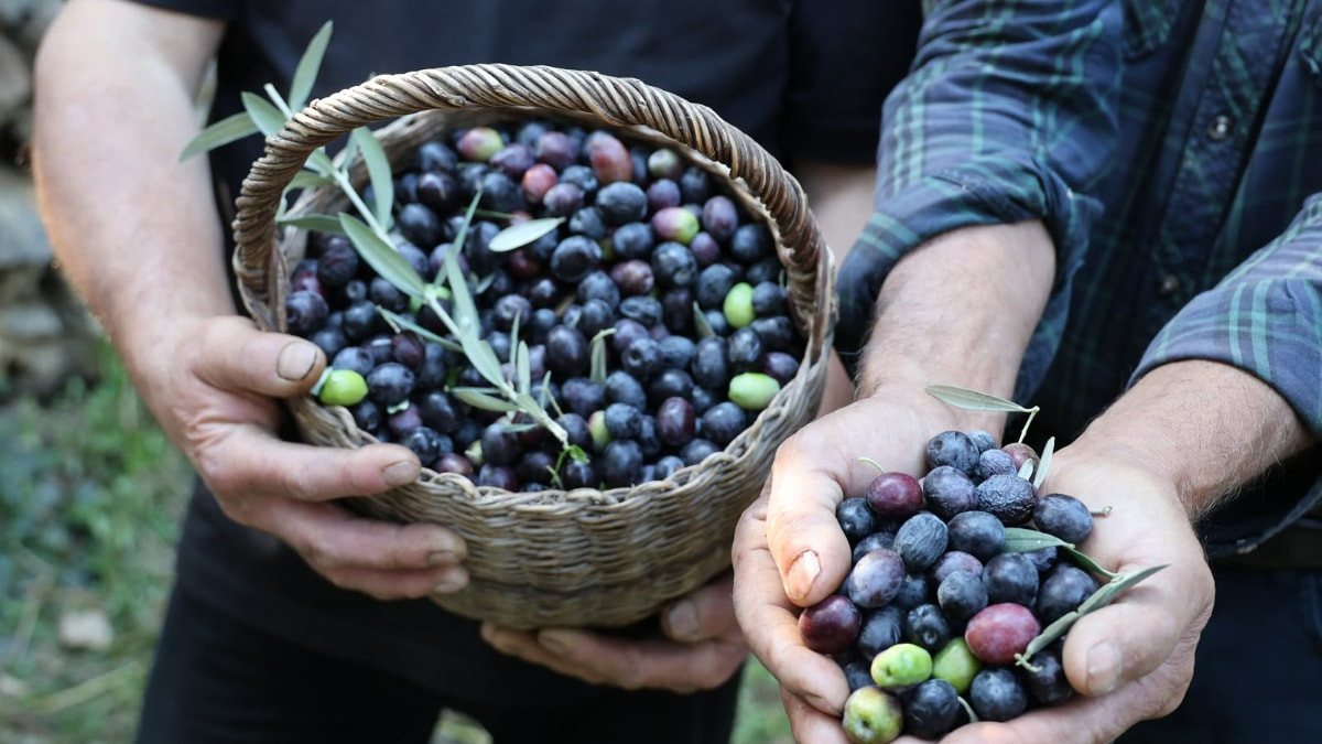 Artvin’in ödüllü ‘Butko’ zeytininde hasat başladı